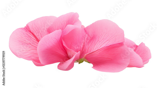 Sweet pea flower isolated on white background