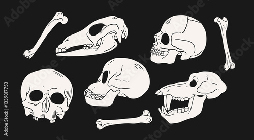 Hand-drawn illustration of animal and human skulls with bones on black background. Vintage anatomy and biology concept for design and print