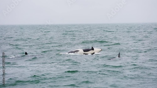 Killer whales jumping out of the ocean