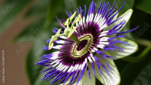 Beautiful purple and white passion flower (Passiflora incarnata) is opening, closeup macro view