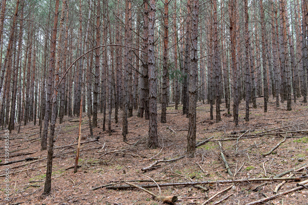 Obraz premium pine forest in cold winter without snow