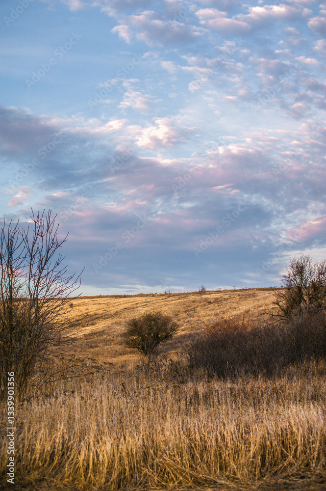Fototapeta premium fields and hills covered with thick yellow grass, with leafless trees against a bright blue sky with white clouds