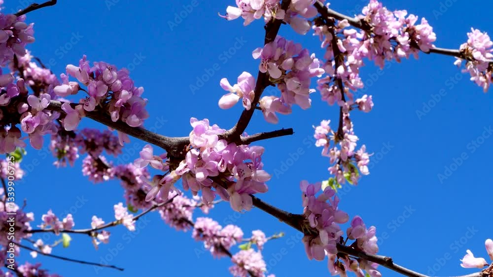 close-up pink blooming redbud flowers (Cercis siliquastrum) on clean blue sky, flowers moving in the wind, floral relaxing background