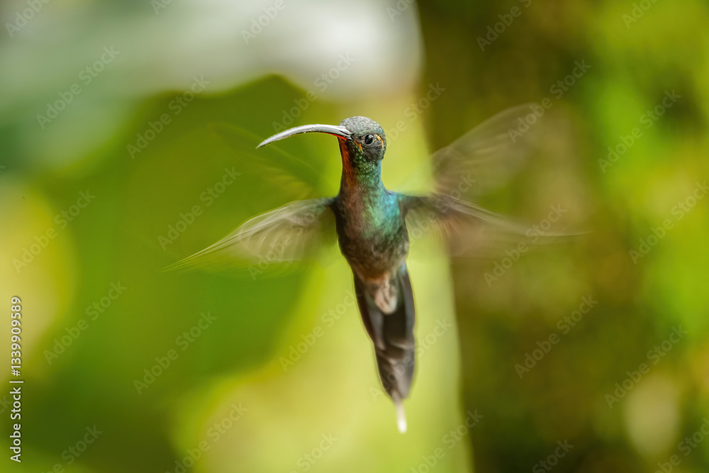 Obraz premium Green Hermit (Phaethornis guy). Bird Hovering in Midair. Tropical Rainforest. Blurred Wings and Captivating Motion.