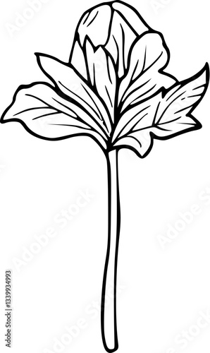 Flower line art illustration, floral vector drawing