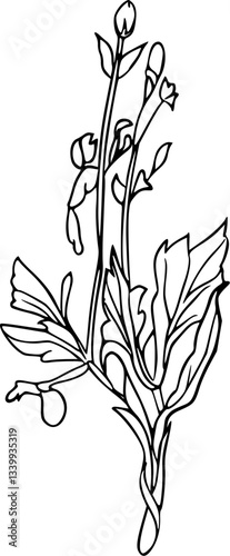 Flower line art illustration, floral vector drawing