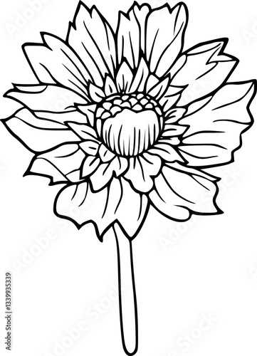 Flower line art illustration, floral vector drawing