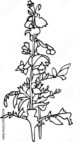 Floral line art drawing, line art flower illustration