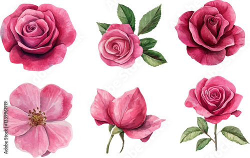 Watercolor illustration of rose flower	
