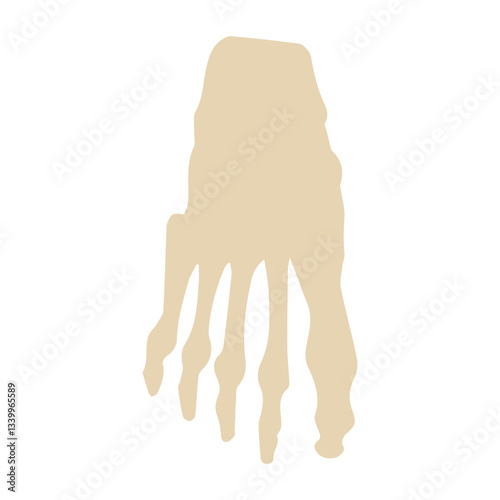 foot bones posterior colored icon