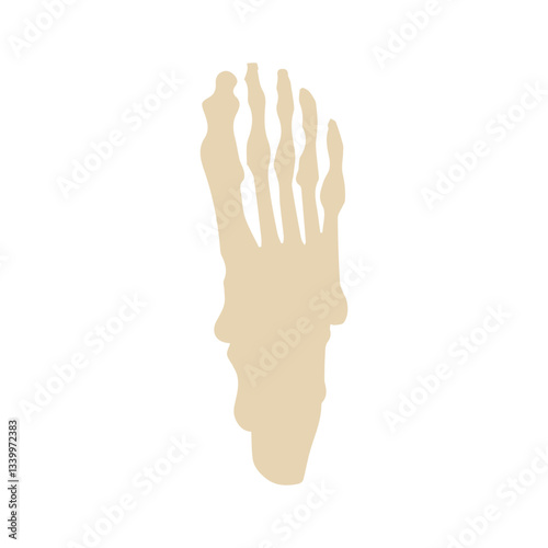 foot bones dorsal colored icon