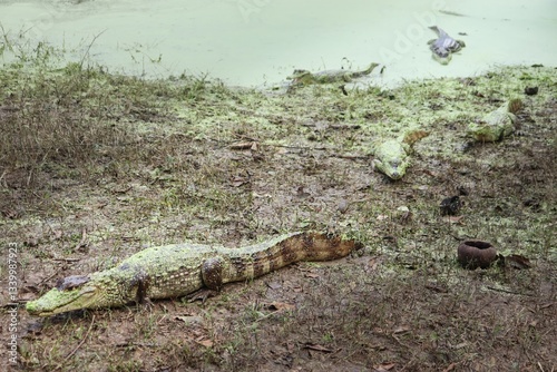 Portrait view of a Spectacled Caiman (Caiman crocodilus) on grass swamp