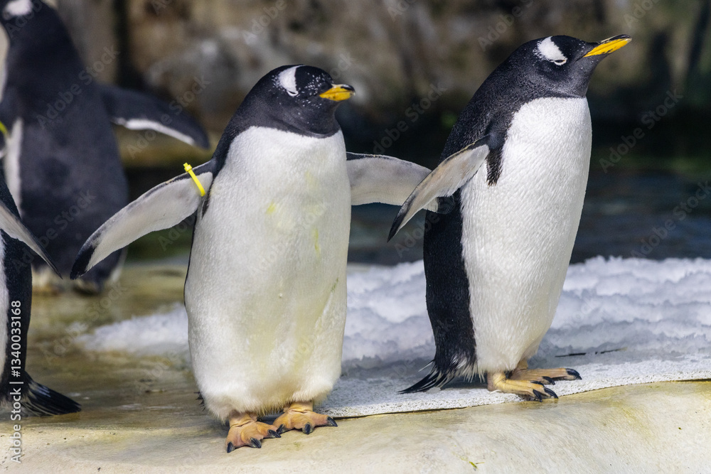 Fototapeta premium gentoo penguin in zoo