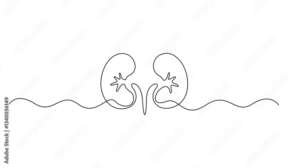 Obraz premium Continuous one line drawing of human organ kidney. Abstract kidney single line art. Vector illustration