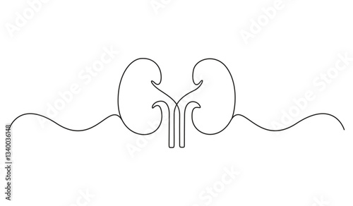 Continuous one line drawing of human organ kidney. Abstract kidney single line art. Vector illustration