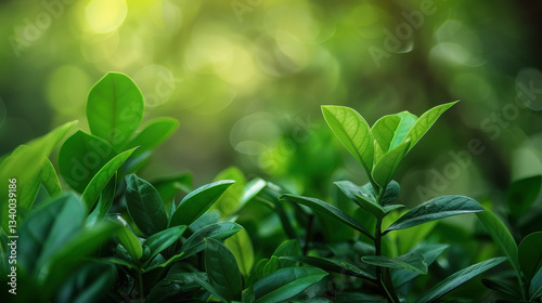Lush green leaves with soft bokeh background create serene atmosphere