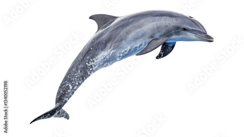 Graceful jumping dolphin captured mid-air with a sleek body and smooth curves, ideal for ocean and marine life themes on transparent background PNG.