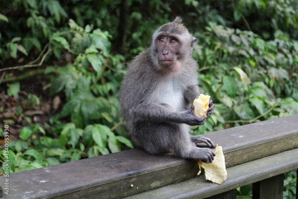 Fototapeta premium A monkey sits peacefully in its natural habitat. Its curious gaze and relaxed posture stand out against the green surroundings. Its soft brown fur contrasts beautifully with the blurred background.