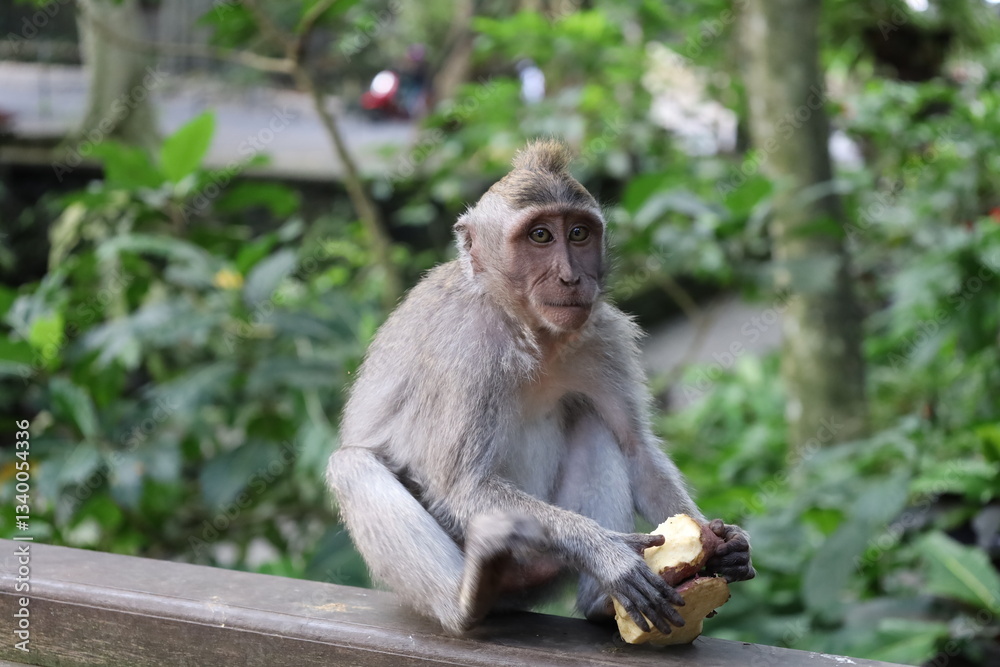 A monkey sits peacefully in its natural habitat. Its curious gaze and relaxed posture stand out against the green surroundings. Its soft brown fur contrasts beautifully with the blurred background. A monkey sits peacefully in its natural habitat. Its curious gaze and relaxed posture stand out against the green surroundings. Its soft brown fur contrasts beautifully with the blurred background.