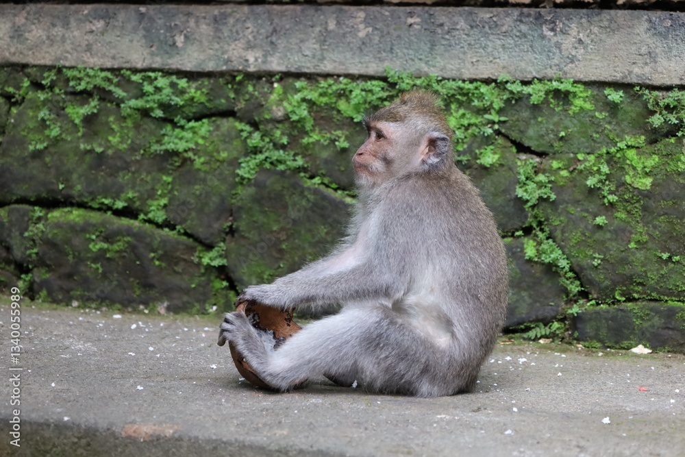 Fototapeta premium A monkey sits peacefully in its natural habitat. Its curious gaze and relaxed posture stand out against the green surroundings. Its soft brown fur contrasts beautifully with the blurred background.