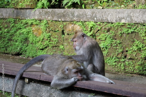 A monkey sits peacefully in its natural habitat. Its curious gaze and relaxed posture stand out against the green surroundings. Its soft brown fur contrasts beautifully with the blurred background.