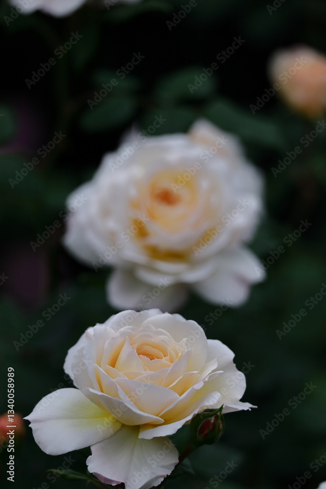 花の女王 花の女王