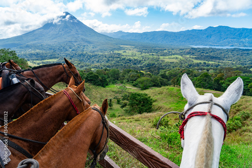 horses in front of the volcano photo
