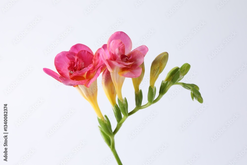 Obraz premium Beautiful pink freesia flowers on white background, closeup