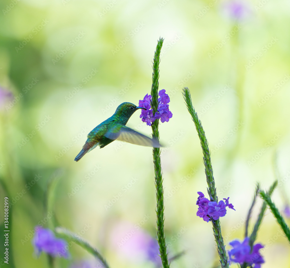 Fototapeta premium hummingbird flying next to purple flower
