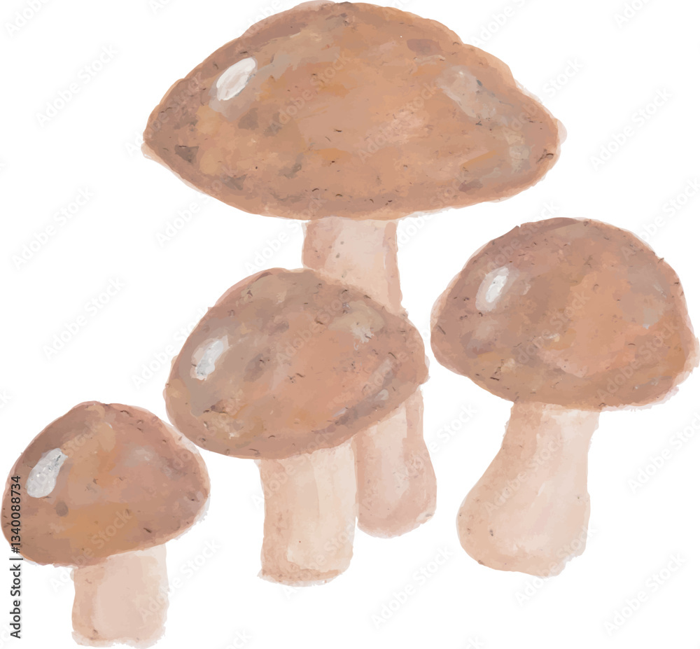Fototapeta premium Close-up of brown edible mushrooms on white background
