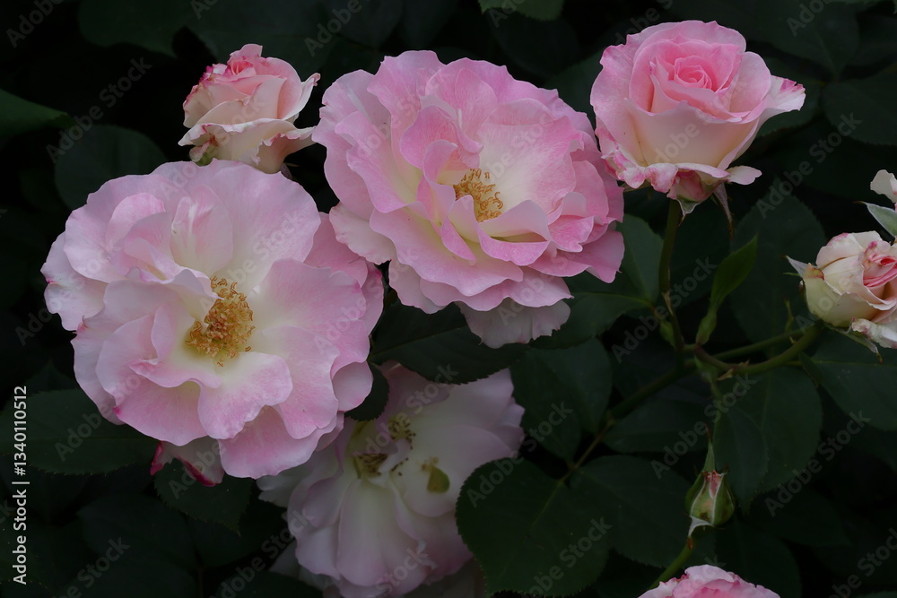 花の女王 花の女王