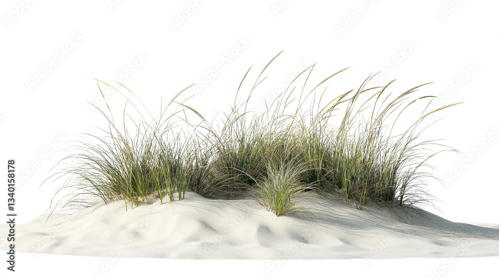 Beach grass growing on white sand dune with transparent background