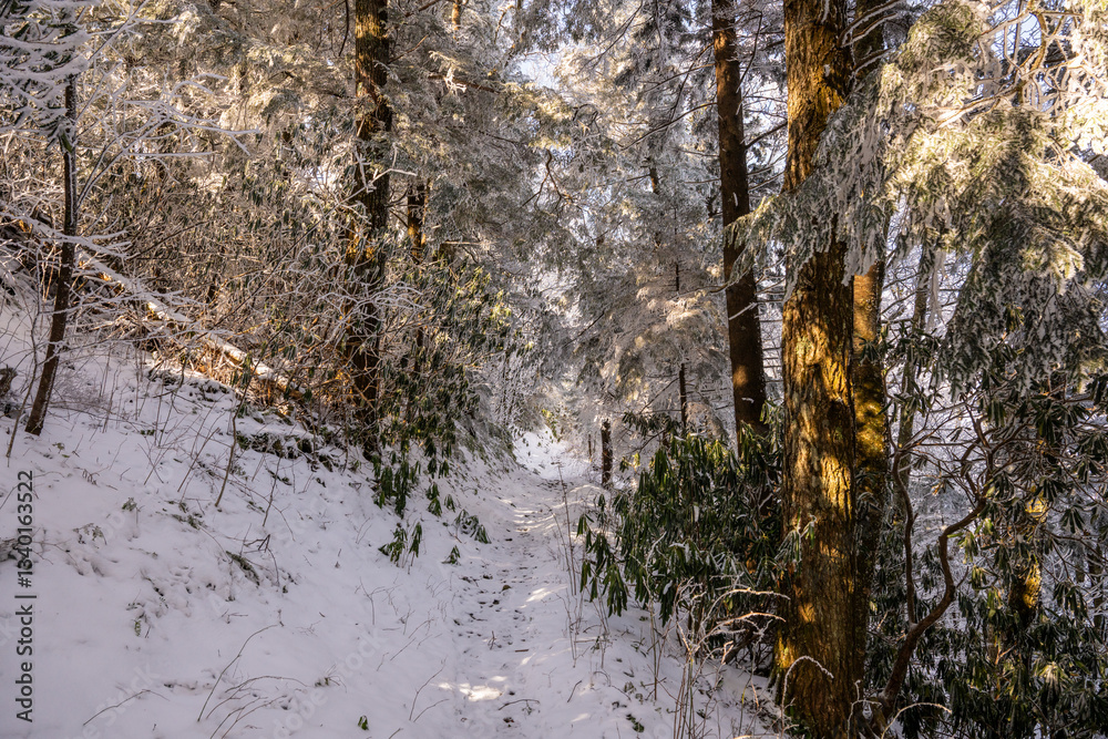 Snow Covered Tree and Trails After Spring Storm