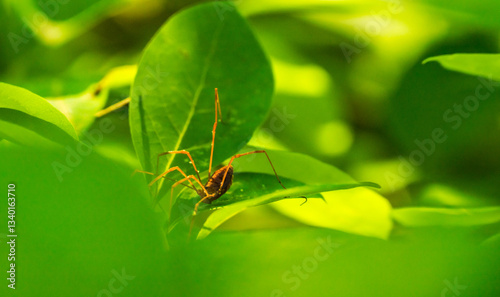 Spider Climbs Across Bright Green Leaves In Early Summer