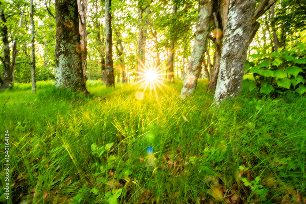 Sun Burst and Flares Over Grassy Forest Floor
