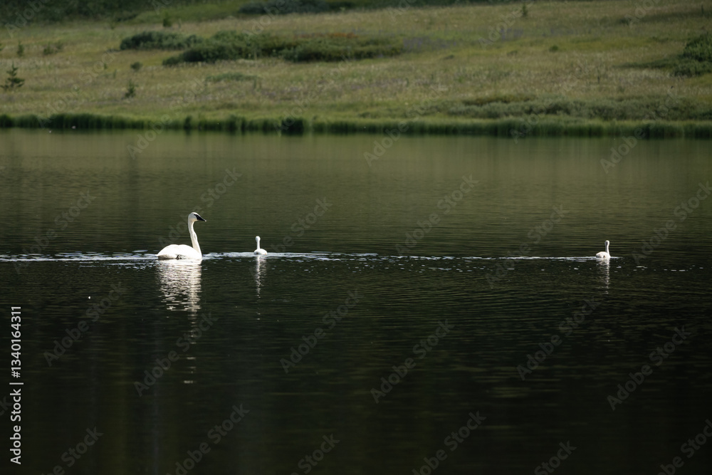 Swan and Cygnets Float In The MIddle of Grebe Lake
