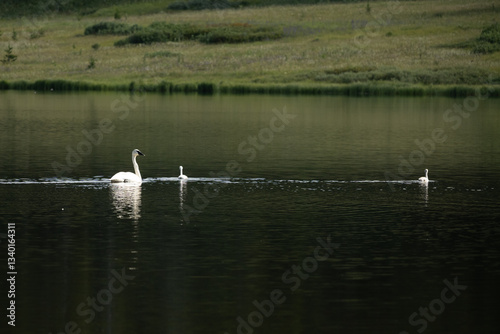 Obraz na płótnie Swan and Cygnets Float In The MIddle of Grebe Lake w salonie
