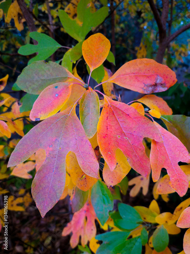 colorful autumn sassafras leaves