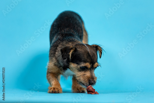 Portrait of a Funny Breed Dog in a Blue Background