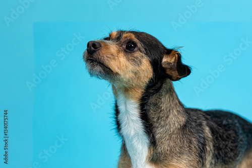 Portrait of a Funny Breed Dog in a Blue Background
