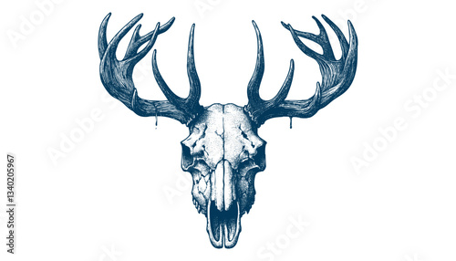 elk skull vector illustration