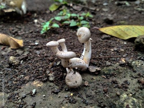 mushrooms growing in the ground