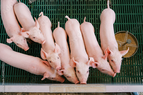 Group of little piglets stand at the fence of the pen and look up