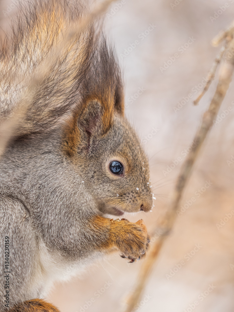Fototapeta premium The squirrel with nut sits on tree in the winter or late autumn