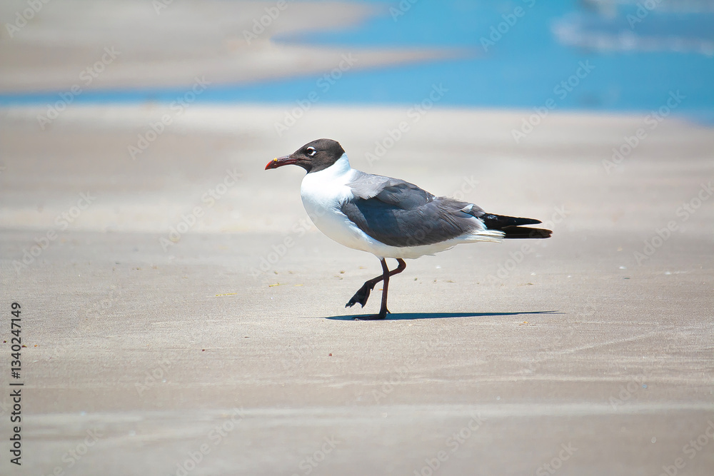 seagull seagull