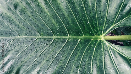 leaf bone texture with raindrops