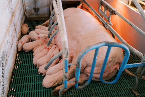 Newborn piglets suckle the breast of a sow lying on her side in a pen