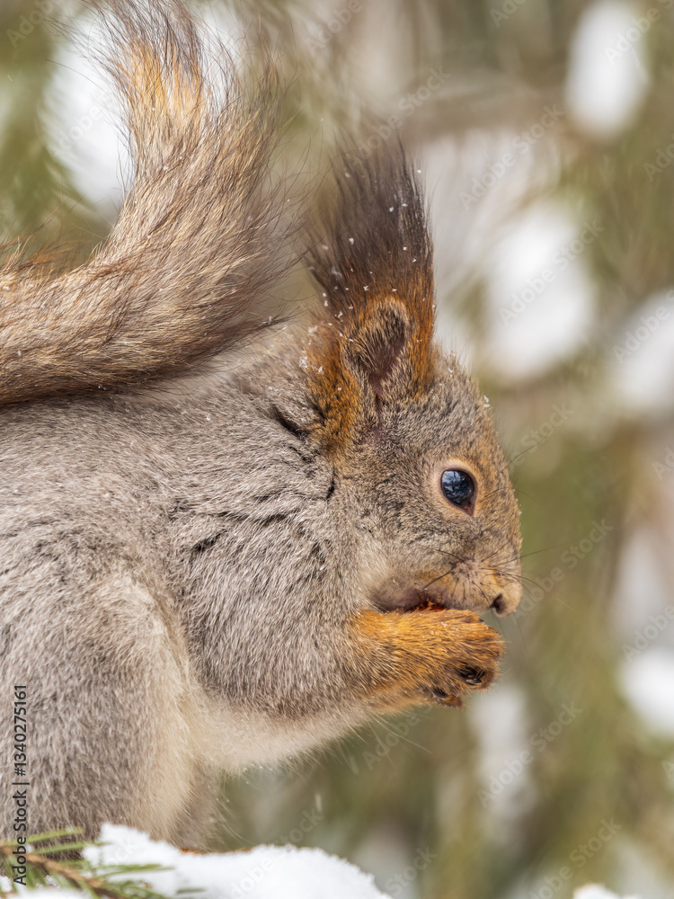 Fototapeta premium The squirrel with nut sits on tree in the winter or late autumn