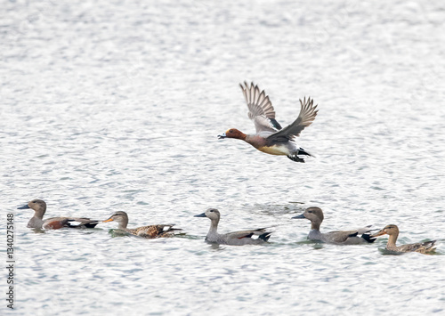 Eurasian Wigeon group with norther solver and Godwall