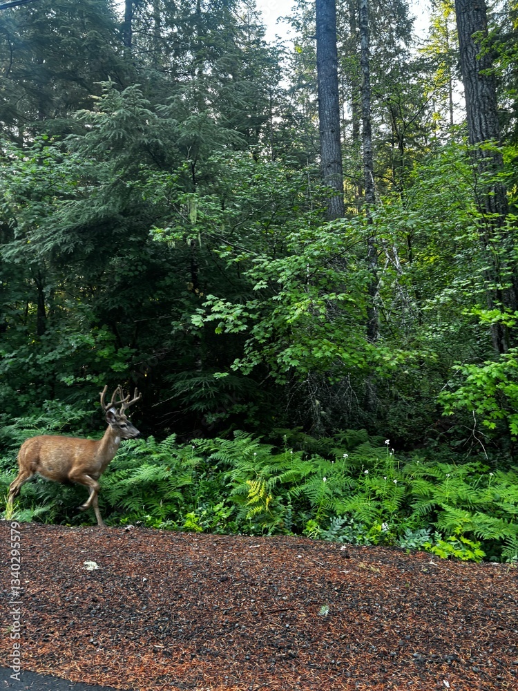 male buck deer with antlers walking out of the lush green forest in the Pacific Northwest male buck deer with antlers walking out of the lush green forest in the Pacific Northwest